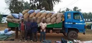 fuite-de-produits-agricole-un-camion-charge-de-cafe-brut-intercepte-a-korhogo