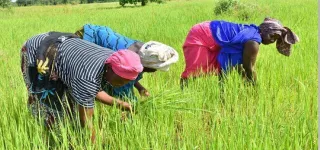 atteinte-de-la-souverainete-alimentaire-une-academie-des-metiers-du-riz-voit-le-jour-pour-booster-la-production
