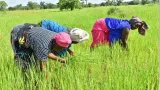 atteinte de la souverainete alimentaire une academie des metiers du riz voit le jour pour booster la production