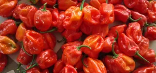 nutrition-le-piment-rouge-reduit-le-risque-dinfarctus-et-davc