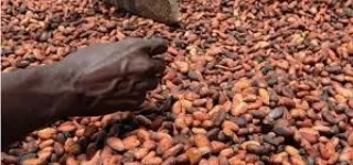 campagne-intermediaire-cafe-cacao-2024-2025-une-hausse-du-prix-du-cacao-de-plus-de-20