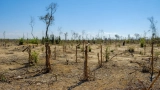 deforestation