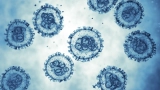 hantavirus
