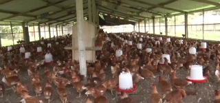 une-delegation-gabonaise-en-visite-dans-une-ferme-avicole-ivoirienne