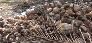 filiere-coco-en-renaissance-a-adiake-tournant-historique-pour-le-developpement-economique-et-social-de-la-region