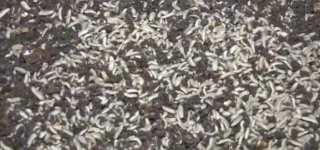 grand-bassam-des-mouches-pour-nourrir-poissons-poulets-et-sols